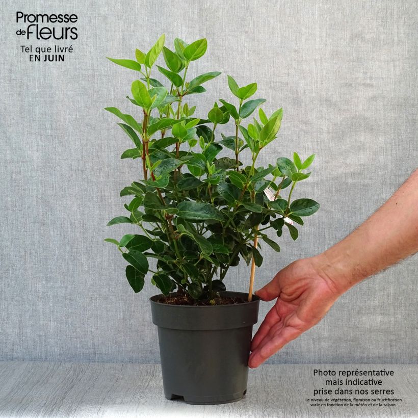Spécimen de Viburnum tinus Eve Price - Laurier tin Pot de 2L/3L tel que livré en été