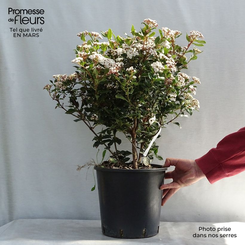 Example of Viburnum tinus Eve Price - Laurier tin Pot de 7,5L/10L as you get in printemps