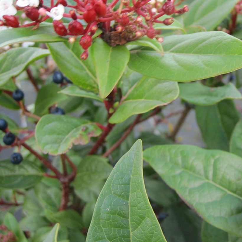 Viburnum tinus Lisarose - Laurier-tin rose (Foliage)