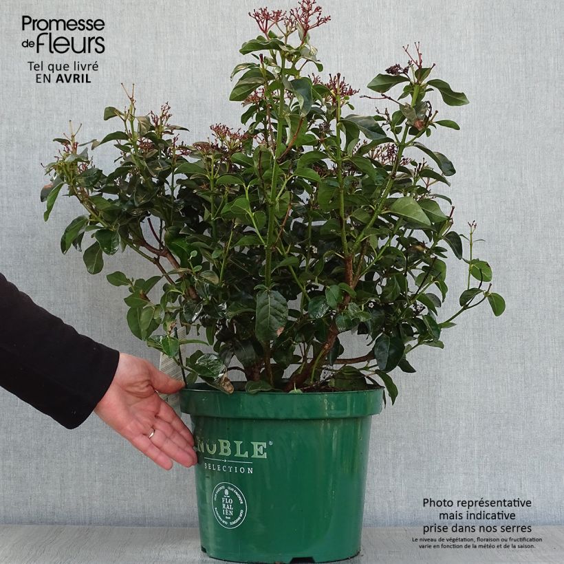 Example of Viburnum tinus Lisarose - Laurier-tin rose Pot de 7,5L/10L as you get in printemps