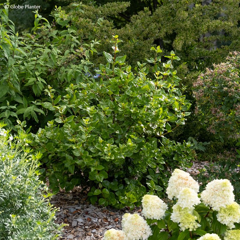Viburnum tinus Rock'n Rolla - Laurier tin (Port)