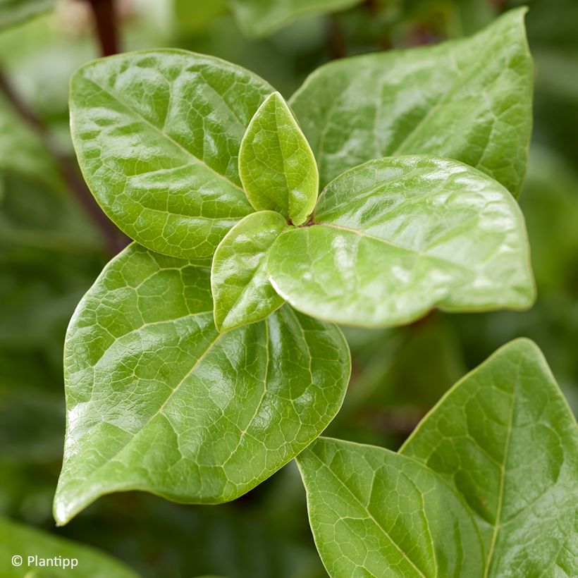 Viburnum tinus Rock'n Rolla - Laurier tin (Feuillage)