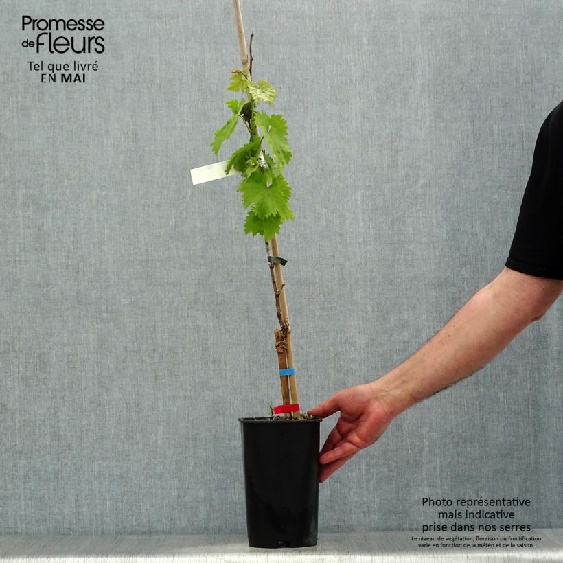 Example of Vigne Alphonse Lavallée - Vitis vinifera  Pot de 1,5L/2L as you get in printemps