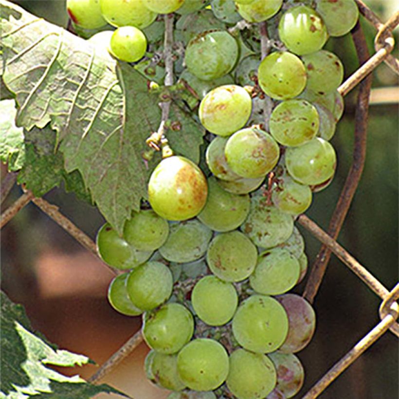 Vigne Ampelia Amandin (Harvest)