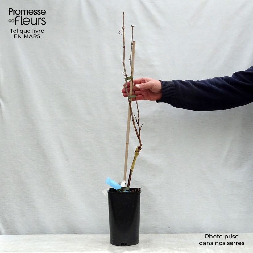 Example of Vigne Ampelia Amandin Pot de 2L/3L as you get in printemps