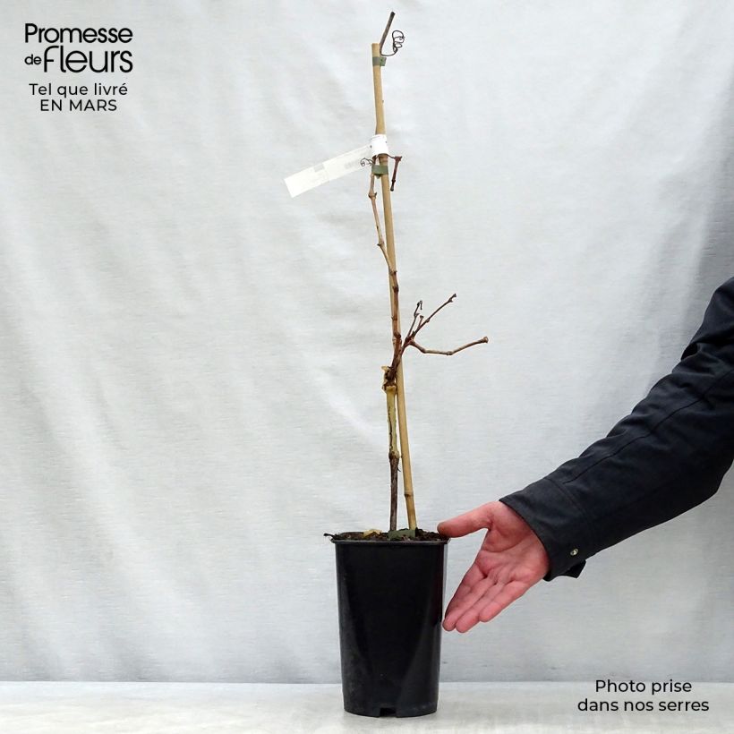 Example of Vigne Ampelia Candin Pot de 1,5L/2L as you get in printemps