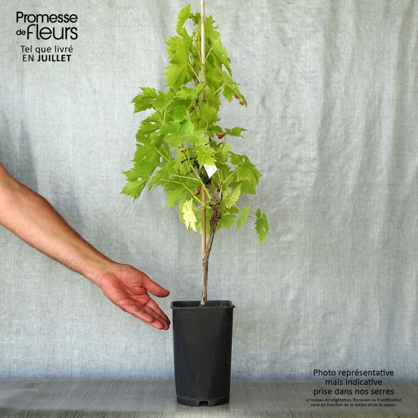 Spécimen de Vigne Ampelia Candin Pot de 1,5L/2L tel que livré en été