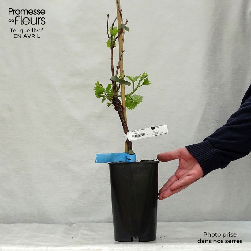 Example of Vigne Ampelia Perdin Pot de 1,5L/2L as you get in printemps