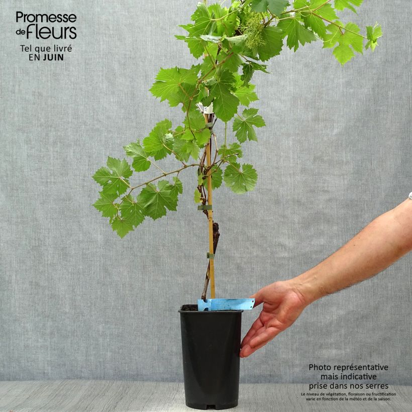 Spécimen de Vigne Ampelia Perdin Pot de 1,5L/2L tel que livré en été