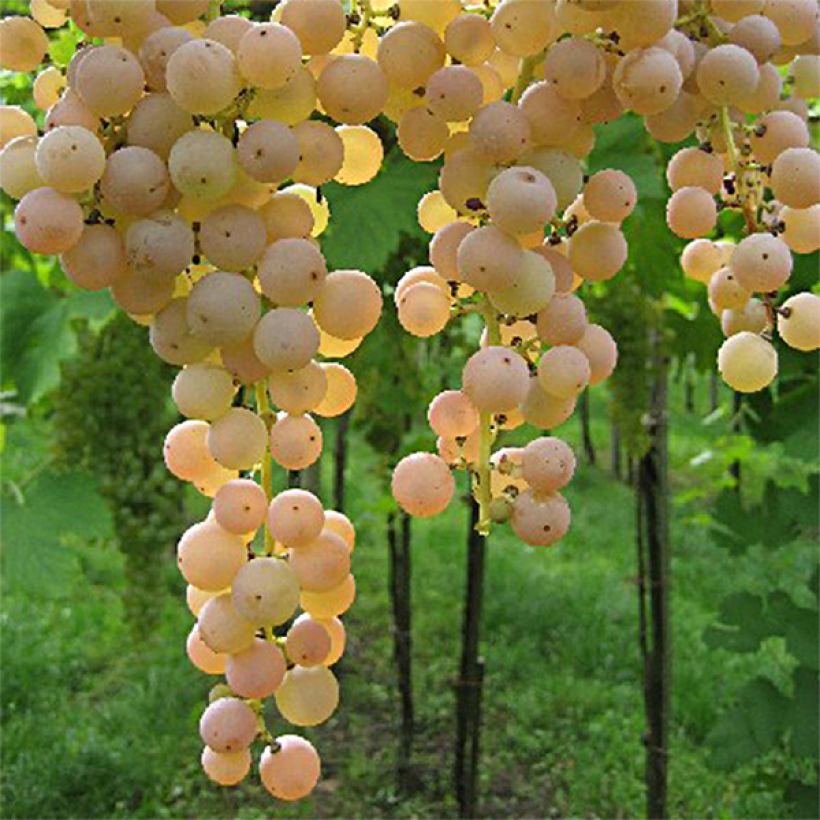 Vigne Bianca - Raisin blanc (Harvest)