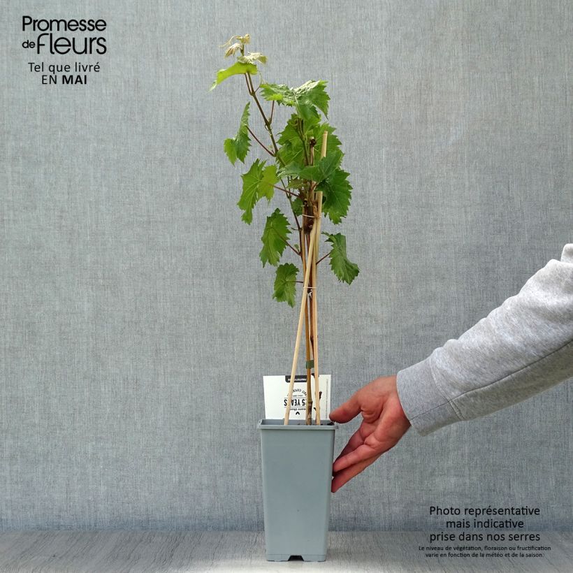 Example of Vigne Bianca - Raisin blanc Pot de 1,5L/2L as you get in printemps