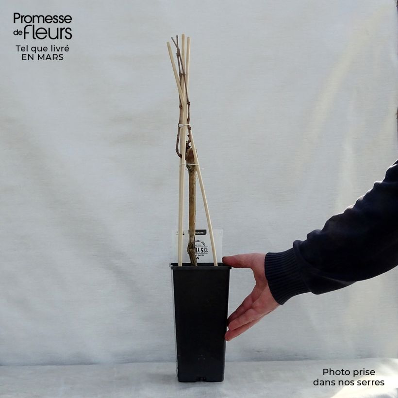 Example of Vigne Boskoop Glory Pot de 1,5L/2L as you get in printemps