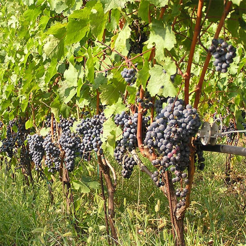 Vigne Cabernet Franc (Plant habit)