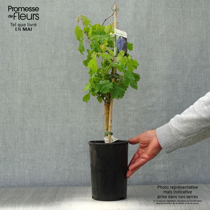 Example of Vigne Cabernet Franc Pot de 2L/3L as you get in printemps