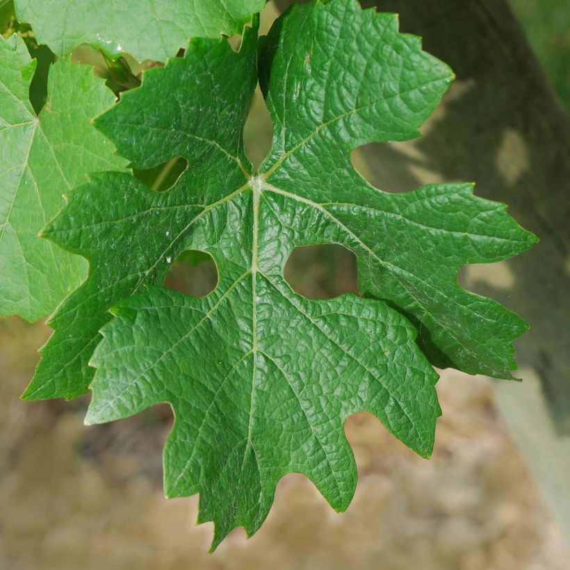 Vigne Cabernet Sauvignon - Vitis vinifera (Foliage)