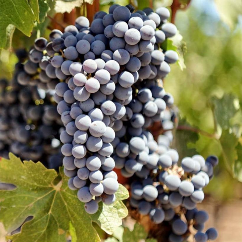 Vigne Cabernet Sauvignon - Vitis vinifera (Harvest)