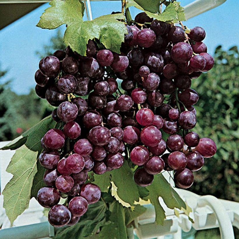 Vigne Cardinal (Harvest)
