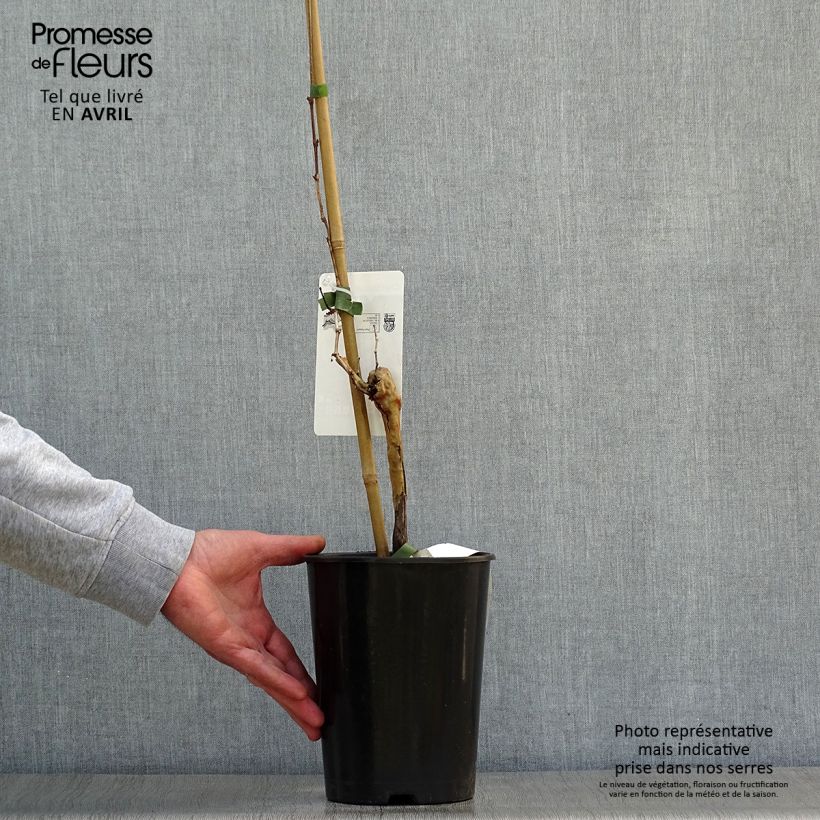 Example of Vigne Chardonnay Pot de 2L/3L as you get in printemps