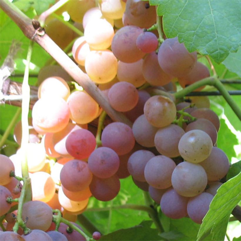 Vigne Chasselas Rose (Harvest)