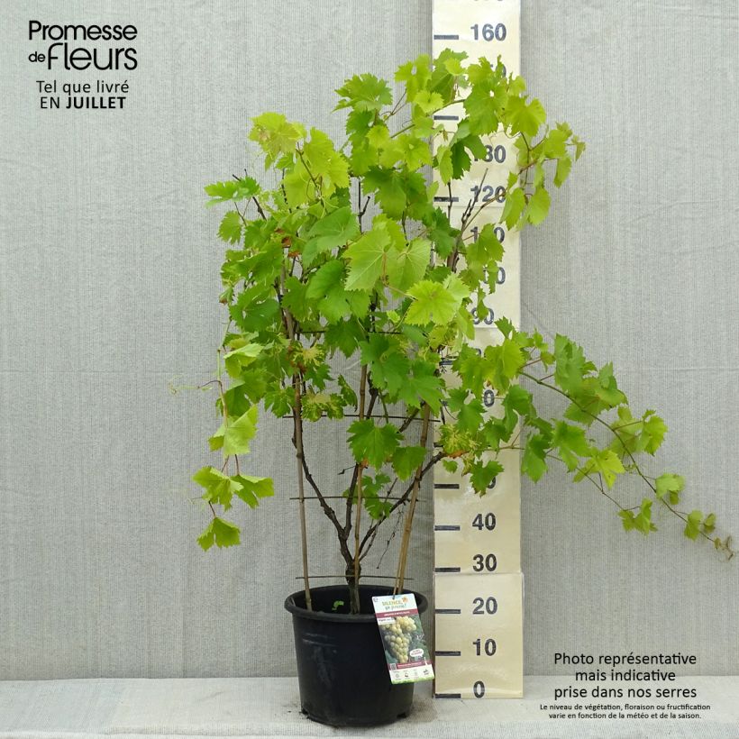 Spécimen de Vigne Fanny Pot de 12L/15L tel que livré en été