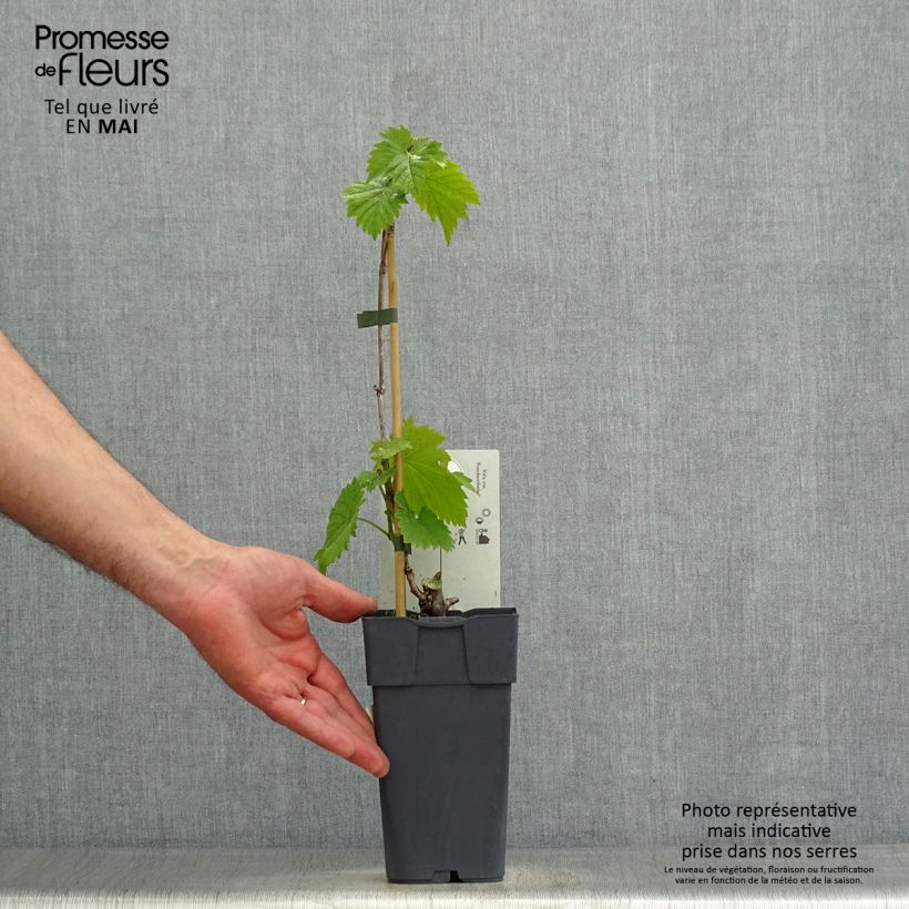 Example of Vigne Frankenthaler Pot de 2L/3L as you get in printemps