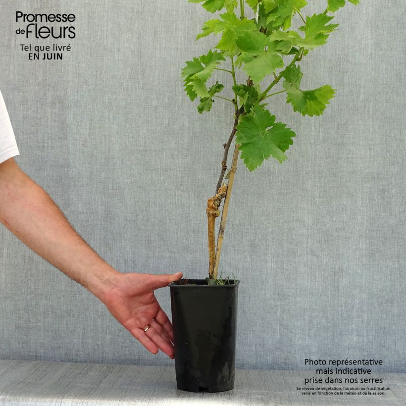 Example of Vigne Italia Pot de 1,5L/2L as you get in printemps