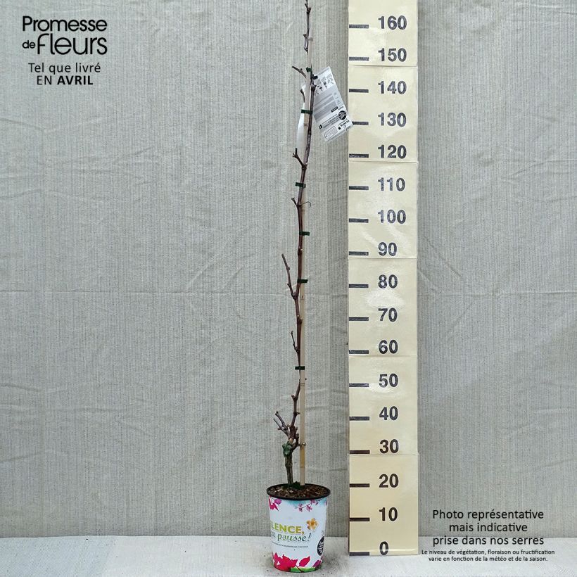 Spécimen de Vigne Katharina Pot de 4L/5L tel que livré au printemps