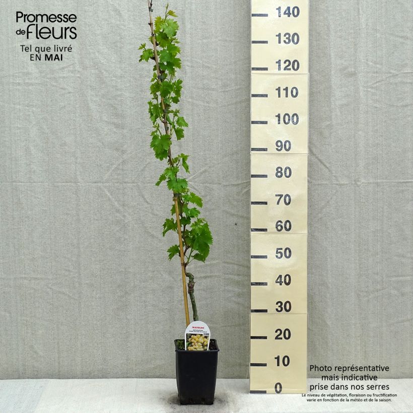 Example of Vigne Matilde Pot de 3L/4L as you get in printemps