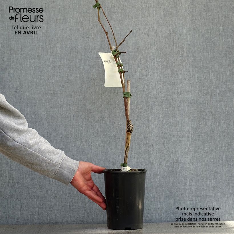 Example of Vigne Merlot Pot de 2L/3L as you get in printemps