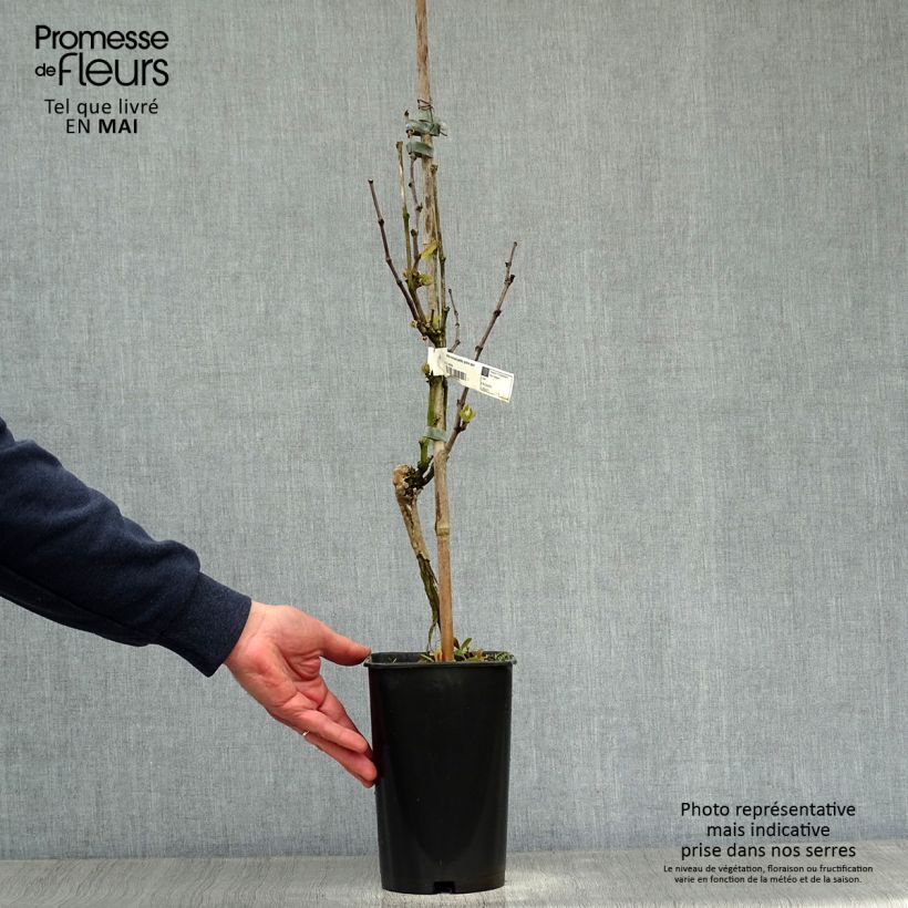 Example of Vigne Muscat Petits grains Pot de 2L/3L as you get in printemps