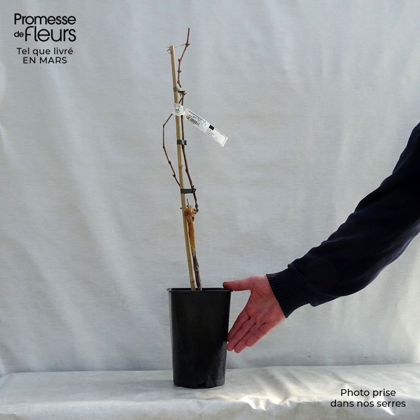 Example of Vigne Muscat d'Alexandrie Pot de 2L/3L as you get in printemps