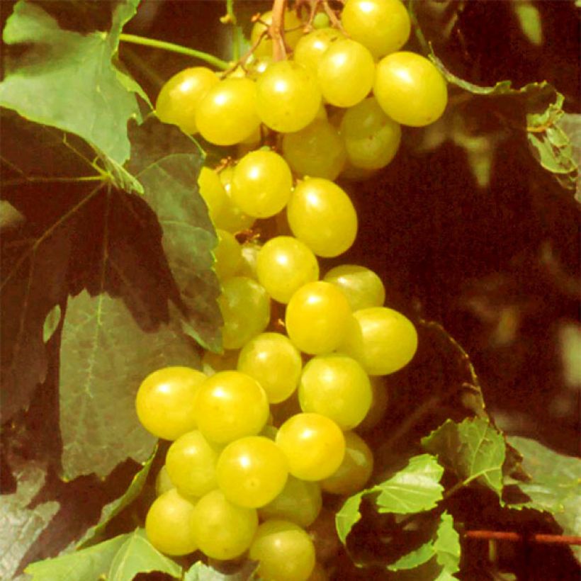 Vigne Muscat d'Alexandrie (Harvest)