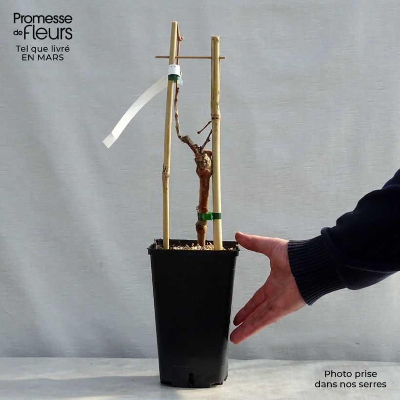 Spécimen de Vigne Muscat de Hambourg Pot de 1,5L/2L tel que livré au printemps