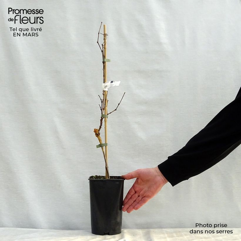 Example of Vigne Noir Hâtif de Marseille Pot de 2L/3L as you get in printemps