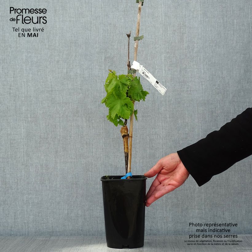 Example of Vigne Ora Pot de 2L/3L as you get in printemps