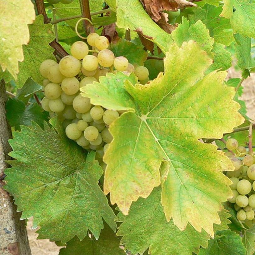 Vigne Perle de Csaba (Harvest)