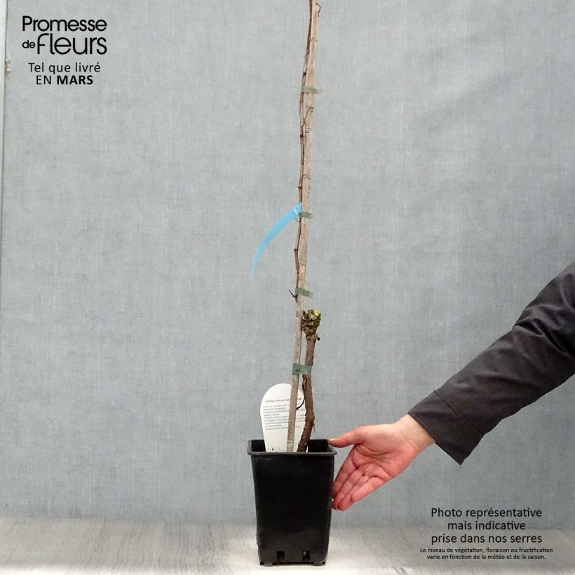 Example of Vigne Perle de Csaba Pot de 1,5L/2L as you get in printemps