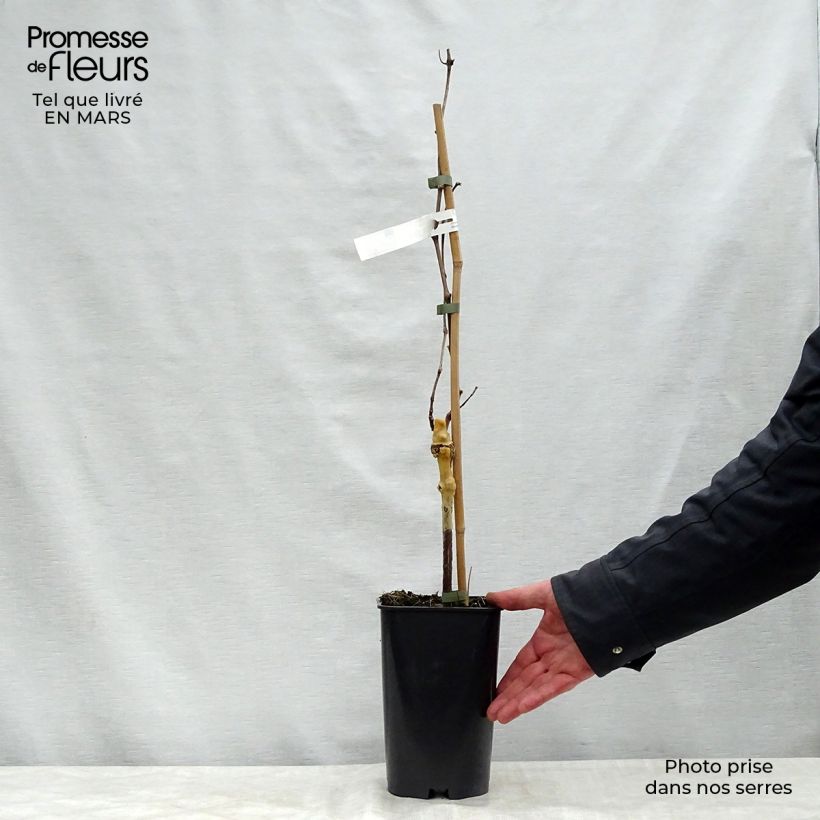 Example of Vigne Perlette Pot de 2L/3L as you get in printemps