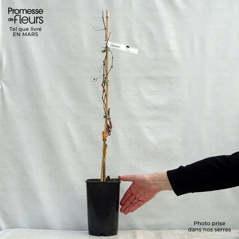 Spécimen de Vigne Pied de Perdrix Pot de 2L/3L tel que livré au printemps