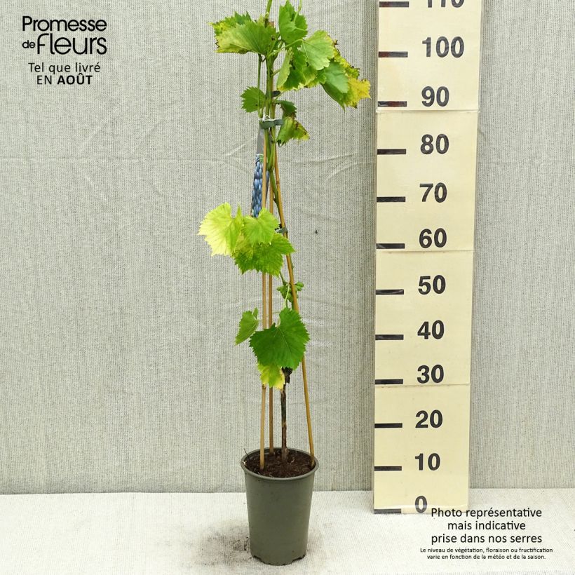 Spécimen de Vigne Regent - Vitis vinifera Pot de 2L/3L tel que livré en été