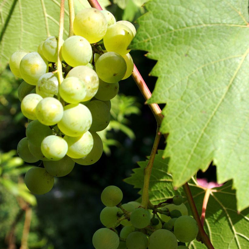 Vigne - Vitis Phoenix (Harvest)