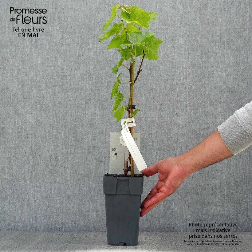 Example of Vigne - Vitis vinifera Himrod Pot de 1,5L/2L as you get in printemps