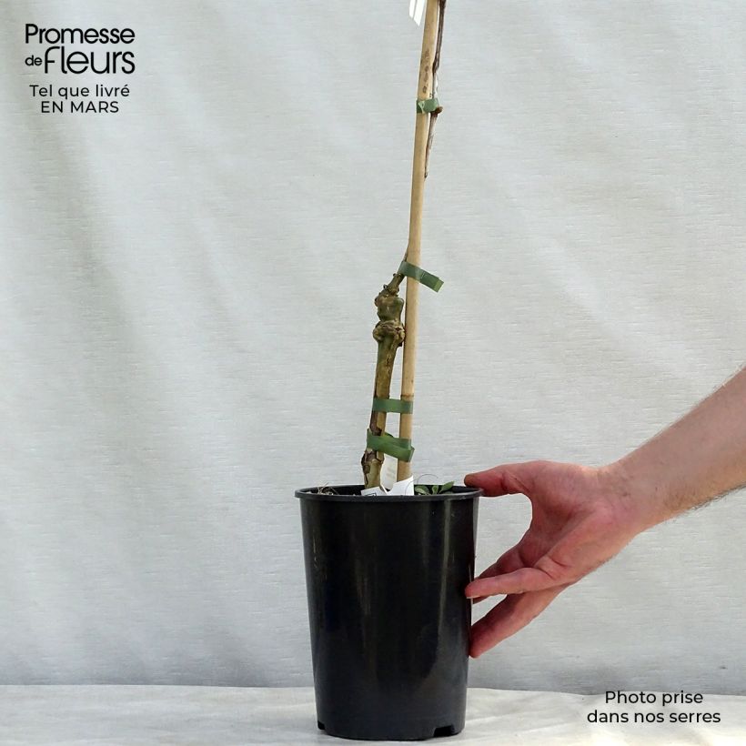Example of Vigne Lakemont Pot de 2L/3L as you get in printemps