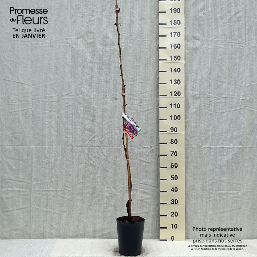 Spécimen de Vigne - Vitis vinifera Miss Pink Pot de 4L/5L tel que livré en hiver