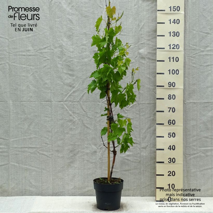 Example of Vigne - Vitis vinifera Muscat Bleu Pot de 4L/5L as you get in printemps