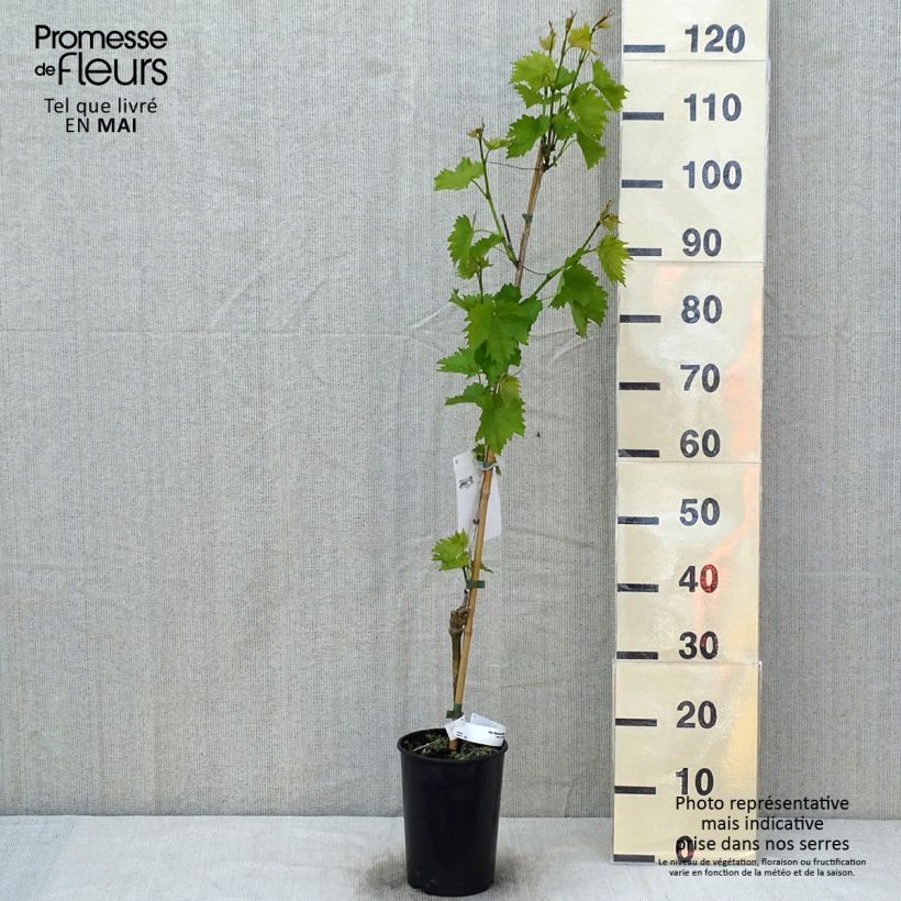 Example of Vigne - Vitis vinifera Muscat Bleu Pot de 2L/3L as you get in printemps