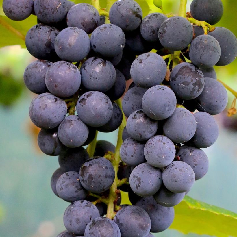 Vigne Muscat Rouge De Madere (Harvest)