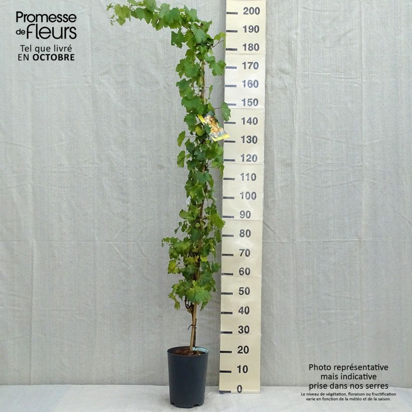 Spécimen de Vigne - Vitis Palatina Pot de 4L/5L tel que livré en automne