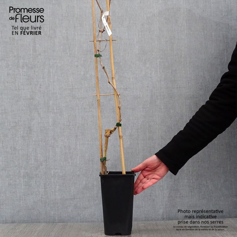 Example of Vigne de table Crimson Seedless - Vitis vinifera   Pot de 3L/4L as you get in hiver