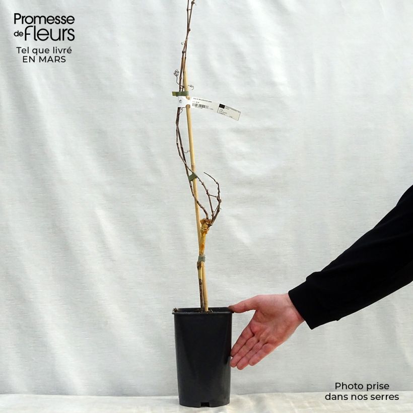 Example of Vigne de table Roi des Précoces Pot de 2L/3L as you get in printemps